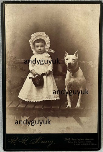 Cabinet card pit bull terrier - card,