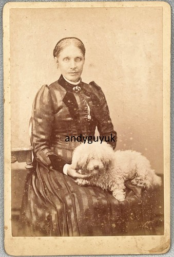 Cabinet card bichon frise dog - card,